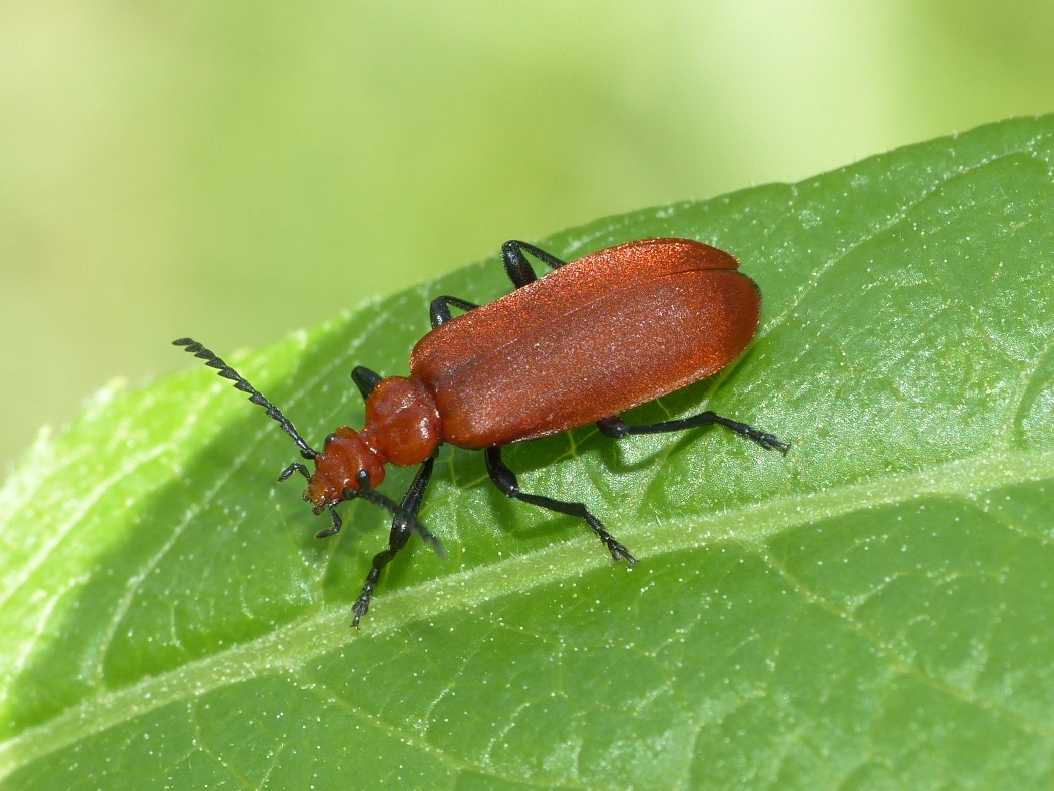 Pyrochroa serraticornis (femmina)